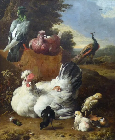 Melchior d'Hondecoeter, La poule blanche