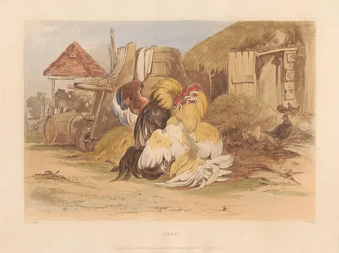 James Fahey, Rural Chivalry; A Series in six plates of Fighting Cocks: 4. Fire