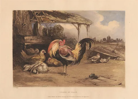 James Fahey, Rural Chivalry; A Series in six plates of Fighting Cocks: 5. Victory