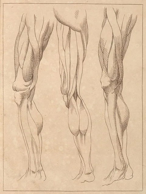 Hamlet Winstanley, Anatomical Studies of Legs