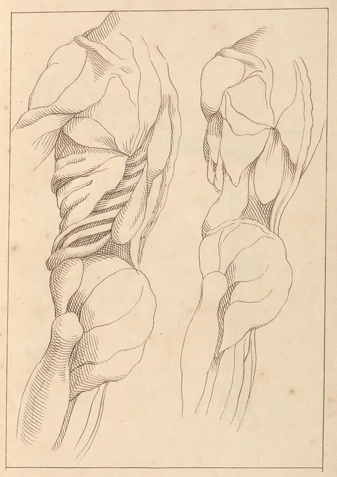 Hamlet Winstanley, Anatomical Studies of a Body, October 15, 1716