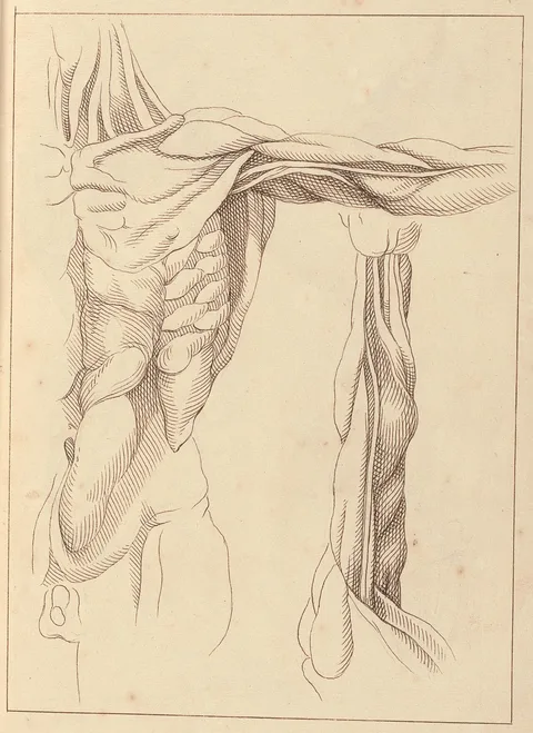 Hamlet Winstanley, Anatomical Studies of a Torso, October 14, 1716