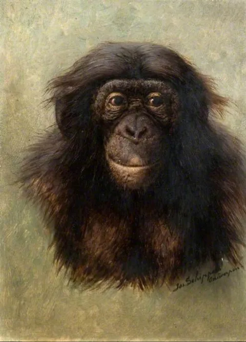 Jos Schippers, Head of chimpanzee (simia satyrus marungensis) from life