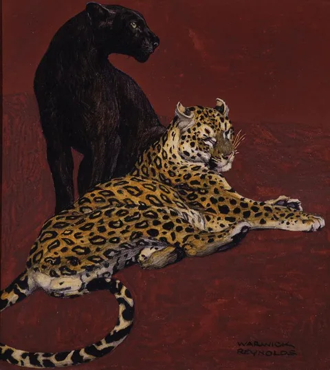 Warwick Reynolds, Jaguar and Black Panther - Warwick Reynolds