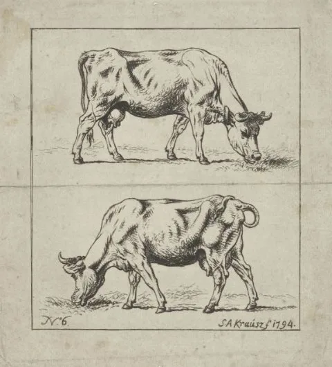 Simon Andreas Krausz, Studies van koeien en schapen