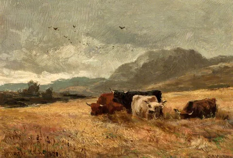 John Smart, Highland Cattle in Cornfield