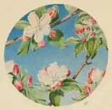 Robert Bolling Brandegee, Apple Blossoms