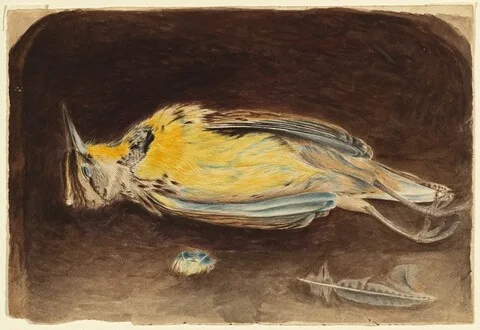 Robert Bolling Brandegee, Dead Bird