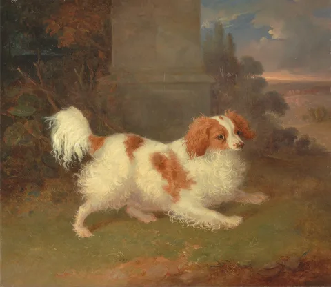 William Webb, A Blenheim Spaniel