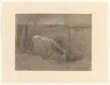 Hendrikus Alexander van Ingen, Drinkende koe