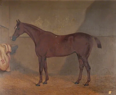 F. Clifton, 'Medea', a Dark Brown Mare