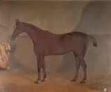 F. Clifton, 'Medea', a Dark Brown Mare