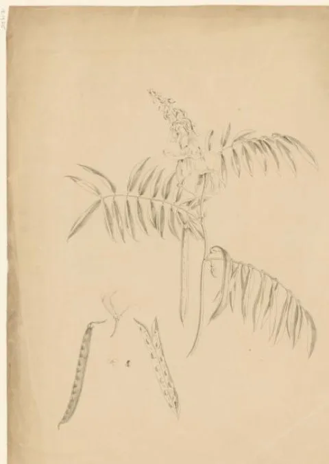 Anton Weiss, Bonenplant