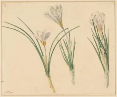 Anton Weiss, Drie studies van krokussen