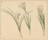 Anton Weiss, Drie studies van krokussen