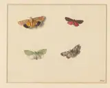 Anton Weiss, Vier vlinders