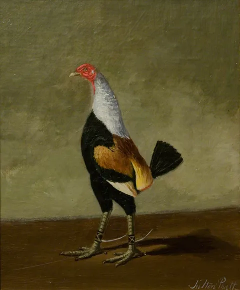 Hilton Lark Pratt, Fighting Cocks