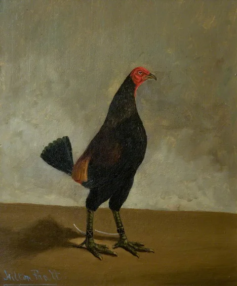 Hilton Lark Pratt, Fighting Cock