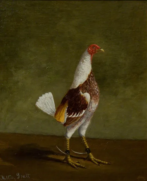 Hilton Lark Pratt, Fighting Cocks