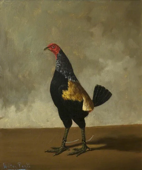 Hilton Lark Pratt, Fighting Cocks