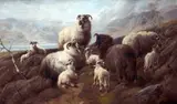 Robert Watson, Sheep and Lambs