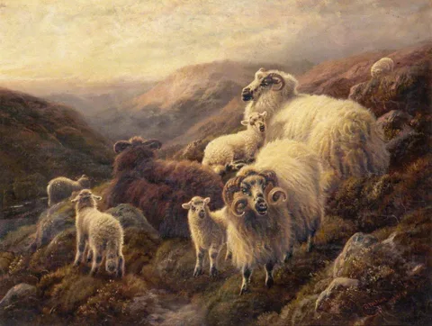 Robert Watson, Highland Sheep