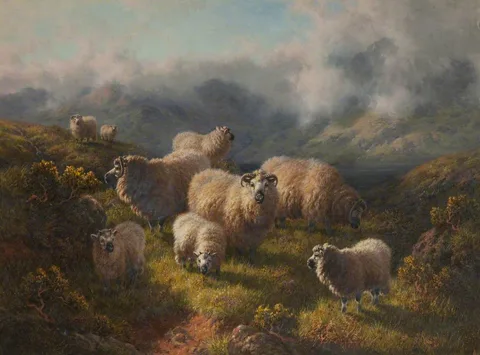 Robert Watson, Highland Sheep