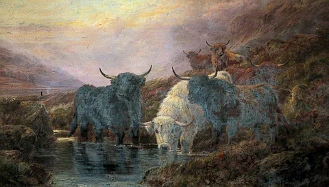 Robert Watson, Highland Cattle