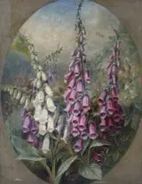 Albert Durer Lucas, Foxgloves