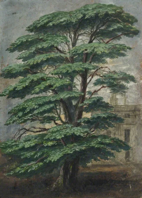 Albert Durer Lucas, Cedar at Bevois Mount Where Pope Sat