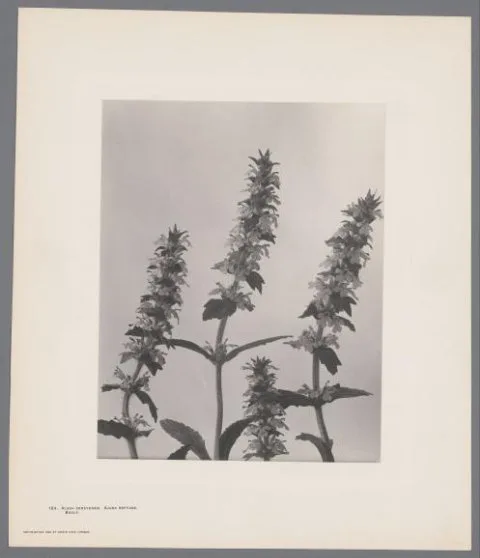 Edwin Hale Lincoln, Drie bloemstillevens uit Wild Flowers of New England