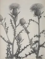 Edwin Hale Lincoln, Thistle