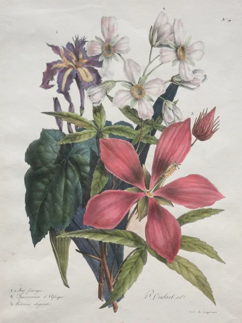 Godefroy Engelmann, Cours d'Histoire Naturelle, contenant les principales espèces du règne animal, classées methodiquemenet:  Iris, African-hemp and Ketmia
