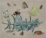 Jan van Kessel il Vecchio, Insects and a Sprig of Rosemary
