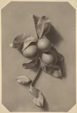William M. Harnett, A Sprig of Plums