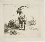 Nicolaes von Berchem, Goats, from Various Animals
