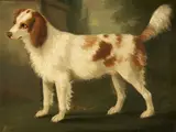 Daniel Clowes, A Spaniel in a Landscape
