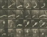 Eadweard (Edward James) Muybridge, Animal Locomotion, Plate 535