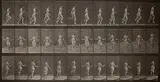 Eadweard (Edward James) Muybridge, Animal Locomotion, Plate 174