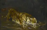 John Trivett Nettleship, Tiger Drinking at a Jungle Pool