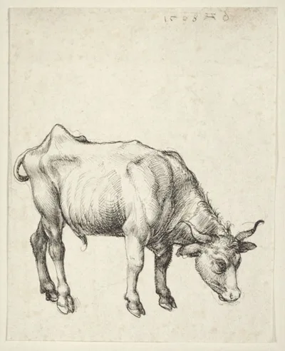 Durer, Young Bull