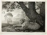 William Woollett After George Stubbs, A Tyger (A Recumbent Leopard by a Tree)