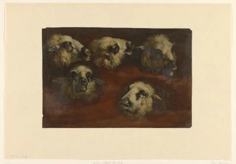 Jacob van der Does I, Five Studies of the Head of a Sheep