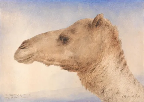 Elijah Walton, Portrait of the Artist's Dromedary