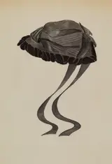 Marie Mitchell, Hat
