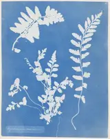 Anna Atkins, Asplenium marinum