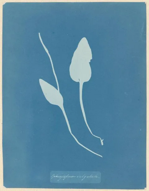 Anna Atkins, Addertong