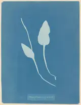 Anna Atkins, Addertong