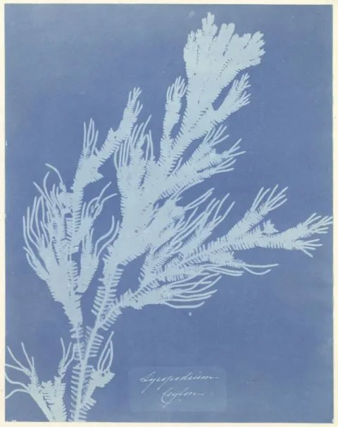 Anna Atkins, Lycopodium Ceylon