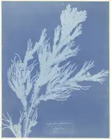 Anna Atkins, Lycopodium Ceylon